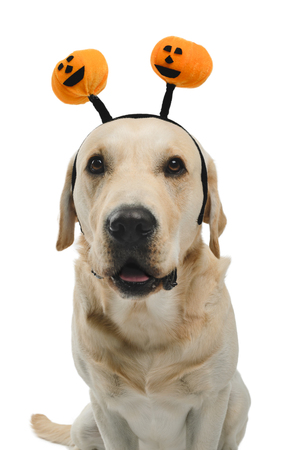 dog with halloween antlers, costume, studio photoshoot in front of white backgroundの写真素材