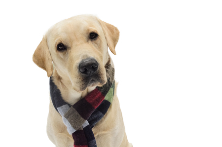 dog with scarf, costume, studio photoshoot in front of white backgroundの写真素材