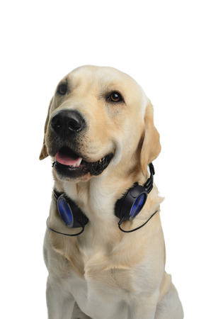 dog with headphones, dj costume, studio photoshoot in front of white backgroundの写真素材