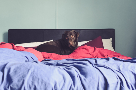 chocolate labrador in bed covered in red and blue duvetsの写真素材