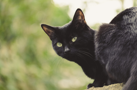 black cat looking back over its shoulder with the natural green backgroundの写真素材