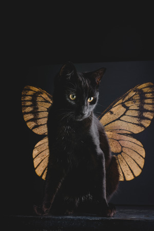 portrait of a black cat in front of a butterfly wing canvasの写真素材