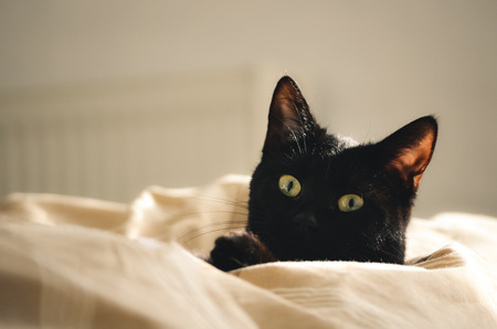 black cat in bed sheets in the sunny roomの写真素材