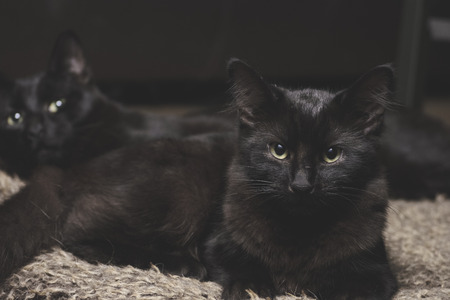 two black cat siblings lying indoors on a carpetの写真素材