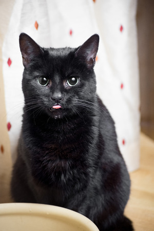 black cat drinking water from a bowl, wet chinの写真素材