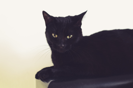black cat looking at the cameraの写真素材