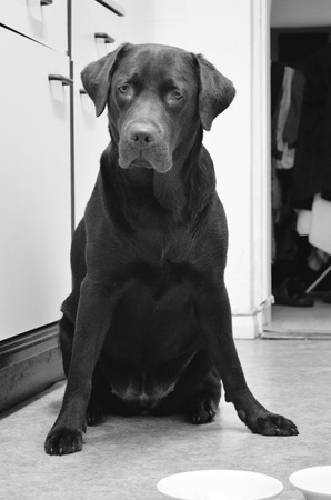 dog sitting in the kitchen in front of its bowl waiting for foodの写真素材