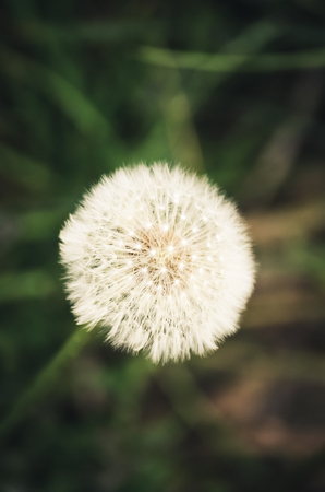 Blooming fluffy dandelion, vertical and or horizontal imageの写真素材