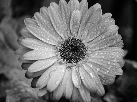 wet gerbera flower in black and whiteの写真素材
