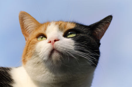 headshot of a calico cat with the blue sky in the backgroundの写真素材
