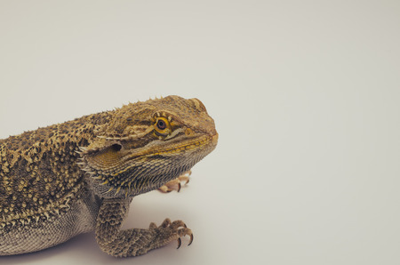 bearded dragon, exotic pet reptile resting, filter toneの写真素材
