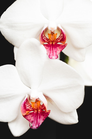 white and red orchid flowers isolated on black backgroundの写真素材