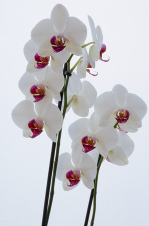 branch of orchid isolated on white backgroundの写真素材