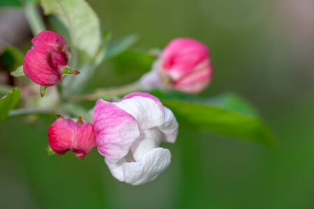 Apple tree blossom. Touch of springの写真素材