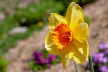 Beautiful Yellow Daffodil Close-upの写真素材
