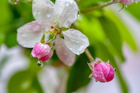 Apple tree blossom. Touch of springの写真素材