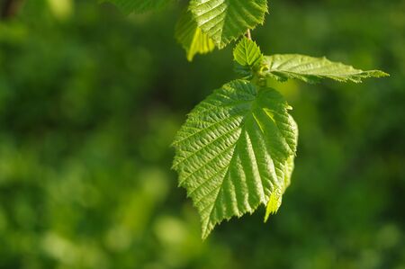 Green Leaf , Clean Nergy Concept, Nature, Fresh