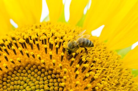 Honeybee, harvesting, flower, polen, healty