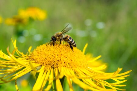 Honeybee, harvesting, flower, polen, healty