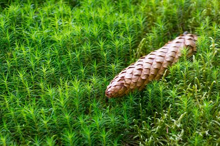 Moss, texture , forest, close-up, nature, greenの写真素材