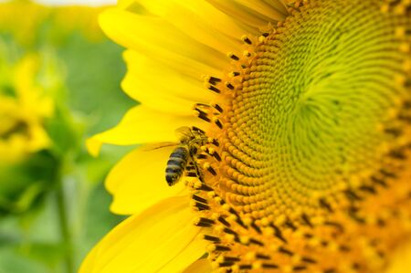 Honeybee, harvesting, flower, polen, healtyの写真素材