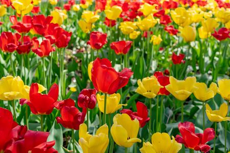 Beautiful colorful tulips in the parkの写真素材