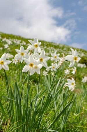 Wild Daffodils Field. Touch Of Springの写真素材