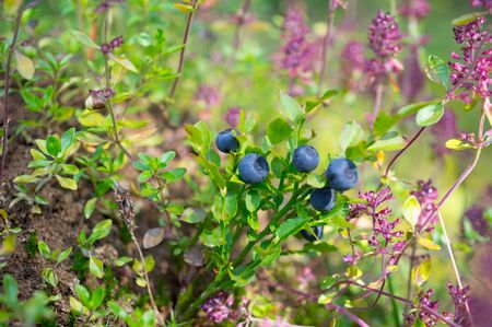 Wild Blueberry, Organic, Forest, Healty Food, Natureの写真素材