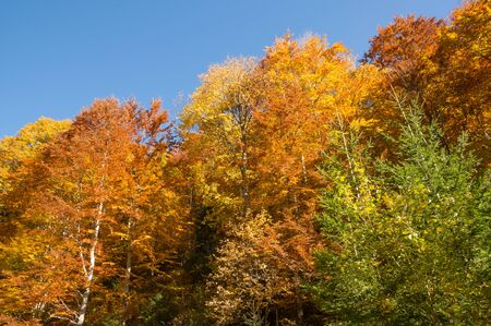 Autumn Colors - Lush Foliage - Forestの写真素材