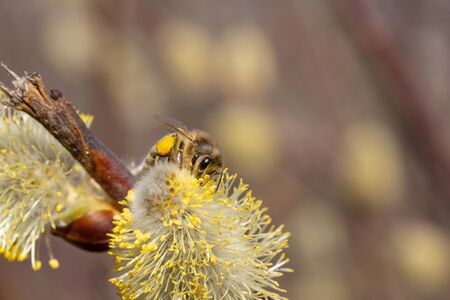 Close-up of honey bee feeding nectar of willow flowers.の写真素材