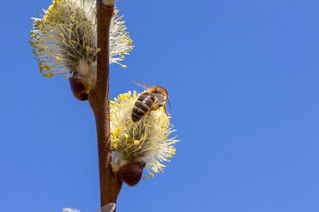 Close-up of honey bee feeding nectar of willow flowers.の写真素材