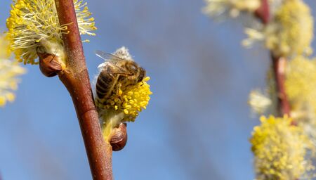 Close-up of honey bee feeding nectar of willow flowers.
