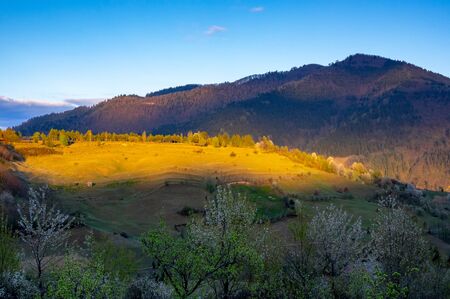 Beautiful Landscape with sunset light and blooming trees