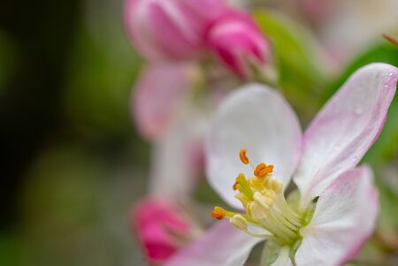 Beautiful apple flower closup blooming detail. Spring seasonの写真素材