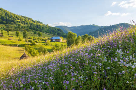 Beautiful rural landscape in summer light.