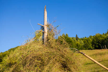 Making hay stack. Rural Scene , Transilvania Romania
