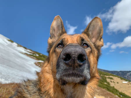 German Sheppard dog portrait