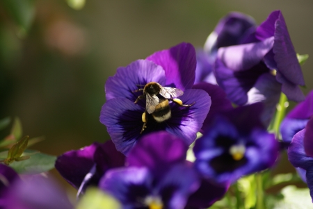 Hommel op paarse violenの写真素材