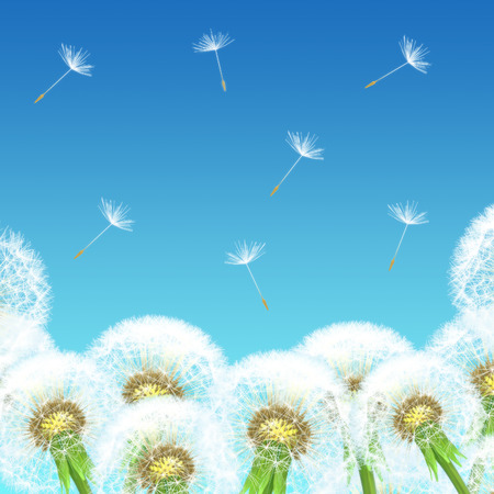 dandelions on a background of blue sky  Symbolizing the outgoing timeの写真素材