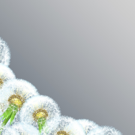 dandelions on gray background closeup  dreams dandelionsの写真素材