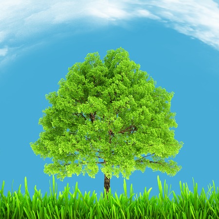 Green environment and tree on blue sky  natural backgroundの写真素材