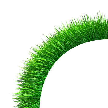 green grass isolated on white background  fresh green grassの写真素材