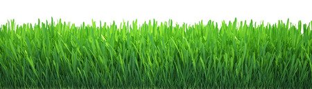 green grass isolated on white background  fresh green grassの写真素材