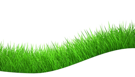green grass isolated on white background  fresh green grassの写真素材