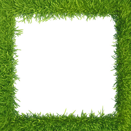 green grass isolated on white background  fresh green grassの写真素材