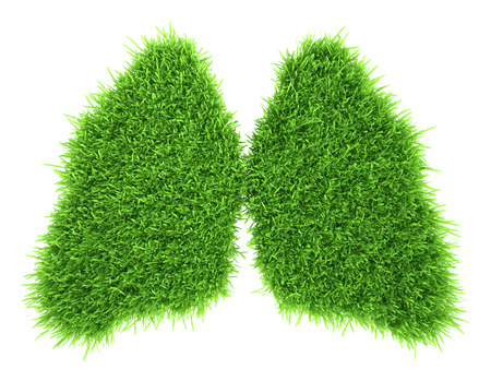 Human lungs in the form of green fresh grass.の写真素材