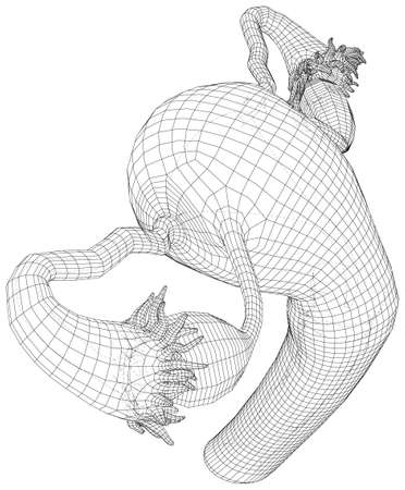 Female reproductive system. Uterus medical scheme. Wire-frame  format. Vector created of 3d.のイラスト素材