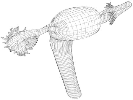 Female reproductive system. Wire-frame Outline Drawing medecine background. Vector created of 3d.のイラスト素材