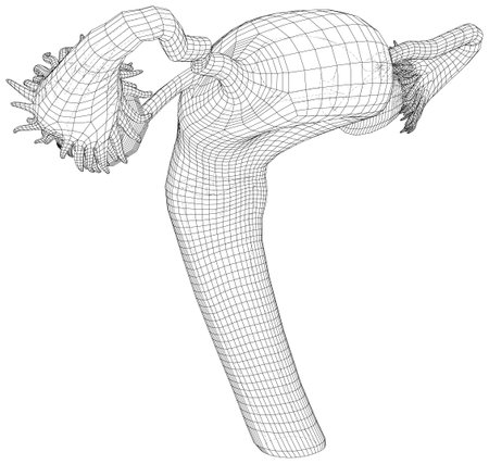 Female reproductive system on a white background. EPS10 format. Vector created of 3dのイラスト素材