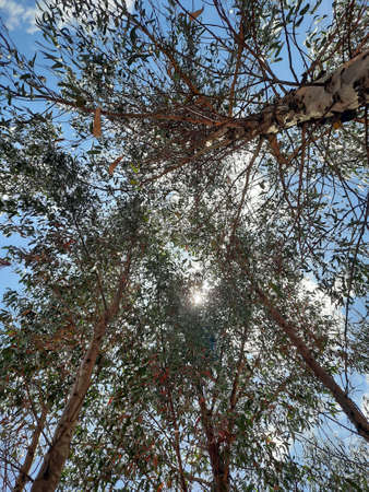 Eucalyptus forest at wide angle view from below against blue sky and sunshine.